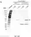 Fig. 98 - Methods for Altering Polypeptide Expression