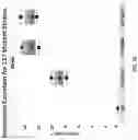 Fig. 41 - GUIDED MICROBIAL REMODELING, A PLATFORM FOR THE RATIONAL IMPROVEMENT OF MICROBIAL SPECIES FOR AGRICULTURE