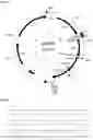 Fig. 11 - Chloride-Inducible Prokaryotic Expression System