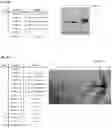 Fig. 53 - Chloride-Inducible Prokaryotic Expression System