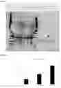 Fig. 56 - Chloride-Inducible Prokaryotic Expression System