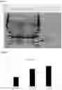 Fig. 58 - Chloride-Inducible Prokaryotic Expression System