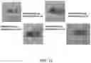Fig. 11 - Leghemoglobin in soybean