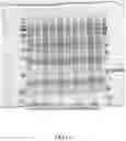 Fig. 12 - Leghemoglobin in soybean