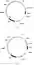 Fig. 06 - TRANSCRIPTIONAL REGULATORY ELEMENT AND ITS USE IN ENHANCING THE EXPRESSION OF HETEROLOGOUS PROTEIN