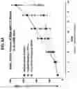 Fig. 12 - NON-HLA MATCHED HUMANIZED NSG MOUSE MODEL WITH PATIENT-DERIVED XENOGRAFT