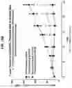 Fig. 23 - NON-HLA MATCHED HUMANIZED NSG MOUSE MODEL WITH PATIENT-DERIVED XENOGRAFT