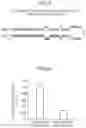 Fig. 12 - ARTIFICIAL MICRORNA PRECURSOR AND IMPROVED MICRORNA EXPRESSION VECTOR CONTAINING THE SAME