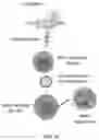 Fig. 07 - CHIMERIC ANTIGEN RECEPTOR (CAR) NK CELLS AND USES THEREOF