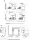 Fig. 16 - CHIMERIC ANTIGEN RECEPTOR (CAR) NK CELLS AND USES THEREOF