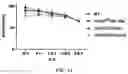 Fig. 25 - CHIMERIC ANTIGEN RECEPTOR (CAR) NK CELLS AND USES THEREOF