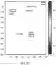Fig. 25 - Methods of detecting analytes