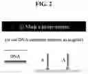 Fig. 03 - NUCLEIC ACID-MEDIATED PATTERN REPLICATION AND METHOD OF MANUFACTURING 2-D MATERIAL USING THE SAME