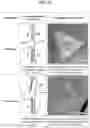 Fig. 16 - NUCLEIC ACID-MEDIATED PATTERN REPLICATION AND METHOD OF MANUFACTURING 2-D MATERIAL USING THE SAME
