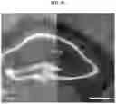 Fig. 20 - NUCLEIC ACID-MEDIATED PATTERN REPLICATION AND METHOD OF MANUFACTURING 2-D MATERIAL USING THE SAME