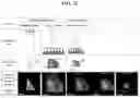 Fig. 22 - NUCLEIC ACID-MEDIATED PATTERN REPLICATION AND METHOD OF MANUFACTURING 2-D MATERIAL USING THE SAME