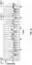 Fig. 13 - Hairpin loop method for double strand polynucleotide sequencing using transmembrane pores