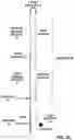 Fig. 26 - Hairpin loop method for double strand polynucleotide sequencing using transmembrane pores