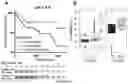 Fig. 04 - METHODS FOR DETECTING CIRCULATING STROMAL CELLS