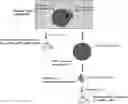 Fig. 01 - PREPARATION DEVICE AND PREPARATION METHOD FOR EXOSOME LIQUID BIOPSY SAMPLE AND METHOD FOR ANALYZING EXOSOME LIQUID BIOPSY SAMPLE PREPARED THEREBY