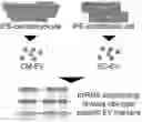 Fig. 01 - SORTING CELL-TYPE SPECIFIC EXTRACELLULAR VESICLES