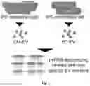 Fig. 02 - SORTING CELL-TYPE SPECIFIC EXTRACELLULAR VESICLES