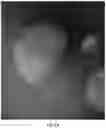 Fig. 04 - SORTING CELL-TYPE SPECIFIC EXTRACELLULAR VESICLES
