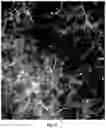 Fig. 06 - SORTING CELL-TYPE SPECIFIC EXTRACELLULAR VESICLES