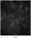 Fig. 07 - SORTING CELL-TYPE SPECIFIC EXTRACELLULAR VESICLES