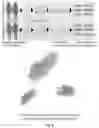 Fig. 10 - SORTING CELL-TYPE SPECIFIC EXTRACELLULAR VESICLES