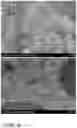 Fig. 05 - W18O49/CoO/CoWO4/NF self-supporting electrocatalytic material and preparation method thereof