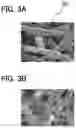 Fig. 04 - Method for manufacturing graphene-coated object, negative electrode of secondary battery including graphene-coated object, and secondary battery including the negative electrode