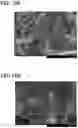 Fig. 16 - Method for manufacturing graphene-coated object, negative electrode of secondary battery including graphene-coated object, and secondary battery including the negative electrode