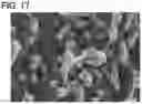 Fig. 18 - Method for manufacturing graphene-coated object, negative electrode of secondary battery including graphene-coated object, and secondary battery including the negative electrode