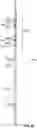 Fig. 51 - Compact universal gas pool heater and associated methods