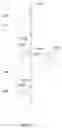 Fig. 13 - Window shade and panel assembly thereof