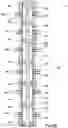Fig. 04 - SHIFTING TOOL AND ASSOCIATED METHODS FOR OPERATING DOWNHOLE VALVES