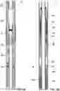 Fig. 20 - SHIFTING TOOL AND ASSOCIATED METHODS FOR OPERATING DOWNHOLE VALVES