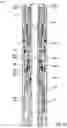 Fig. 25 - SHIFTING TOOL AND ASSOCIATED METHODS FOR OPERATING DOWNHOLE VALVES