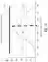Fig. 08 - Method and apparatus for improving the aim of a weapon station, firing a point-detonating or an air-burst projectile