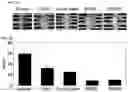 Fig. 06 - TRANSPARENT SKIN SAMPLE