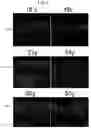 Fig. 08 - TRANSPARENT SKIN SAMPLE
