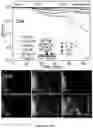 Fig. 25 - Piezoelectric Plate Sensor and Uses Thereof