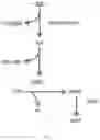 Fig. 07 - METHODS TO DETERMINE WHETHER A SUBJECT IS SUITABLE OF BEING TREATED WITH AN AGONIST OF SOLUBLE GYANYLYL CYCLASE (SGC)