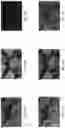 Fig. 22 - ANALYTE DETECTION BY SELECTIVE LABELING OF BIOLOGICAL SAMPLES