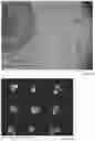 Fig. 24 - MICROARRAY COMPOSITIONS AND METHODS OF THEIR USE