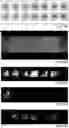 Fig. 29 - MICROARRAY COMPOSITIONS AND METHODS OF THEIR USE