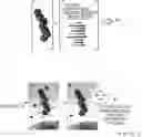 Fig. 01 - Methods and products for in vivo enzyme profiling