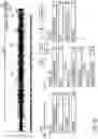 Fig. 17 - Audio content production, audio sequencing, and audio blending system and method