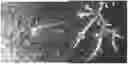 Fig. 01 - DENDRITIC STRUCTURES AND TAGS
